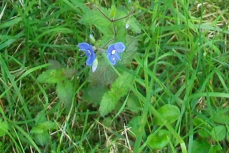 Veronica chamaedrys L.