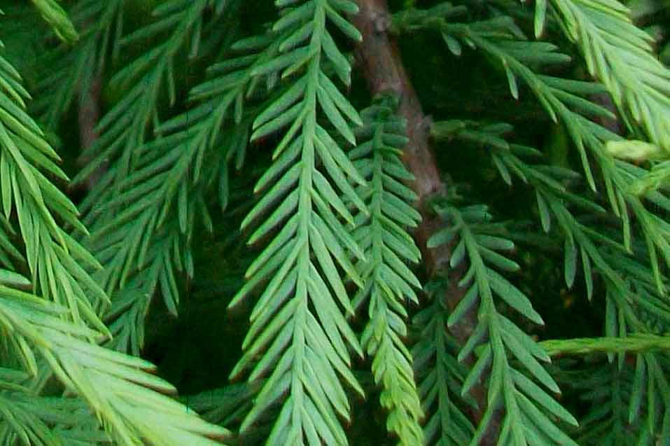 Taxodium distichum