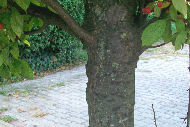 Alberello da identificare - Malus sp.?