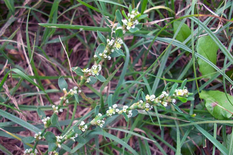 Polygonum aviculare