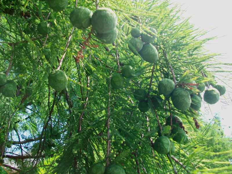 Taxodium distichum