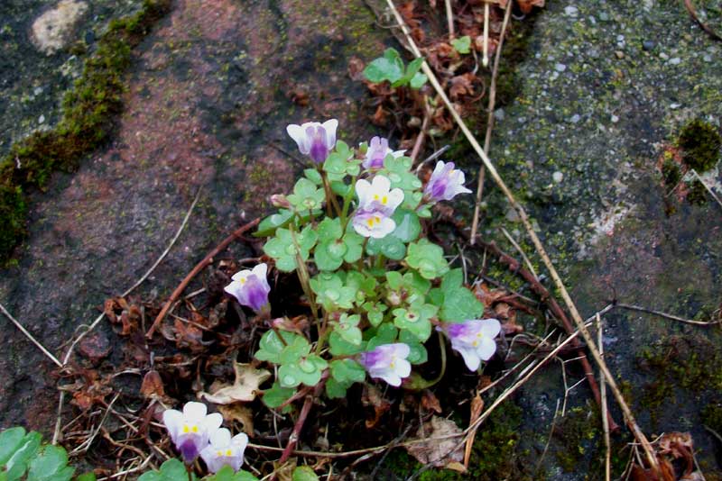 Cymbalaria muralis / Ciombolino comune