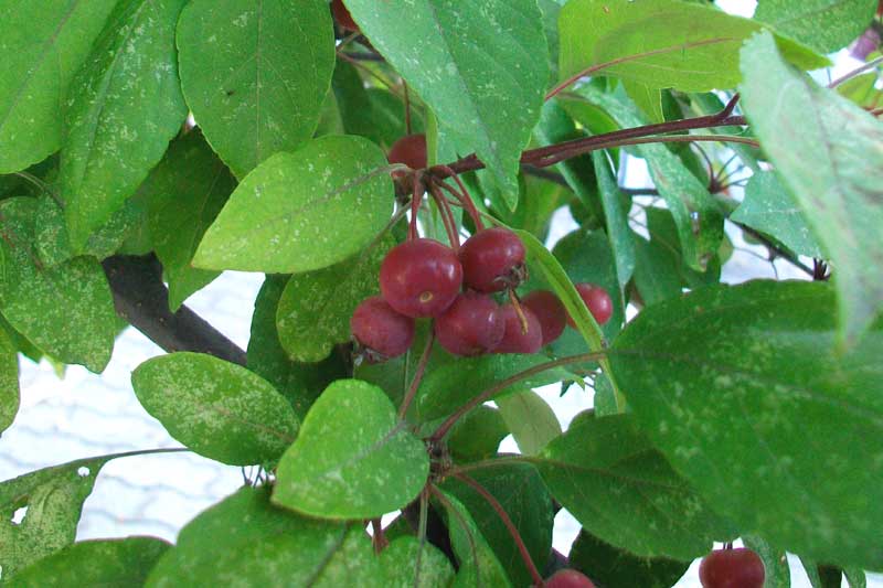 Alberello da identificare - Malus sp.?