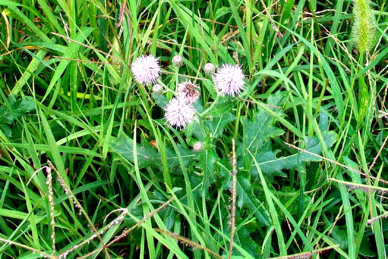 Cirsium arvense