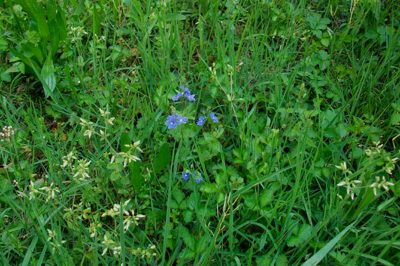 Veronica chamaedrys L.