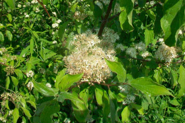 Arbusto - Cornus sanguinea