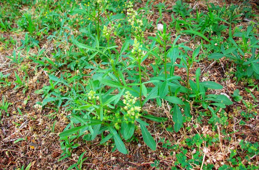 Reseda lutea