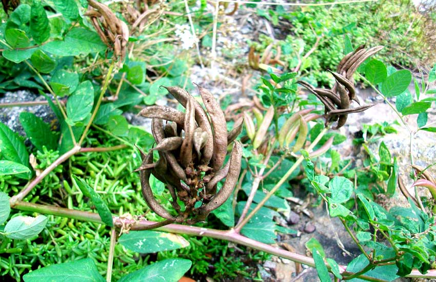 Astragalus glycyphyllos / Astragalo falsa-liquerizia