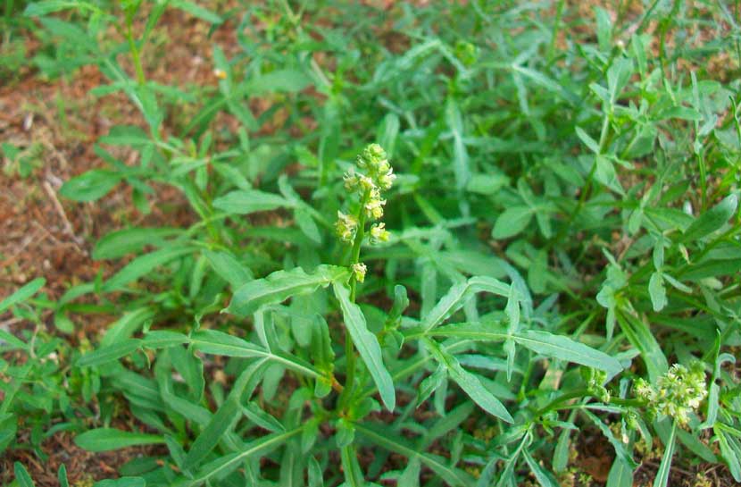 Reseda lutea