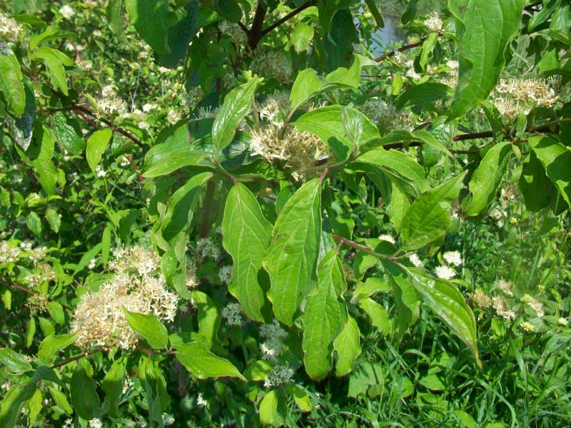 Arbusto - Cornus sanguinea