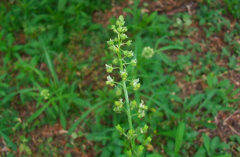 Reseda lutea