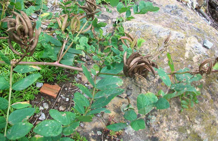 Astragalus glycyphyllos / Astragalo falsa-liquerizia