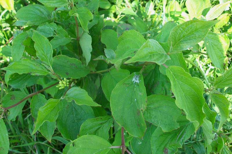 Arbusto - Cornus sanguinea