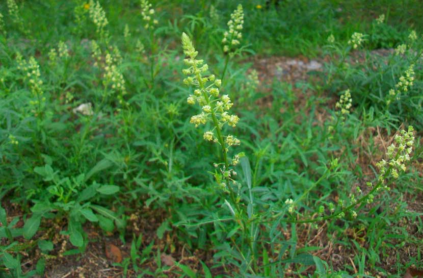 Reseda lutea