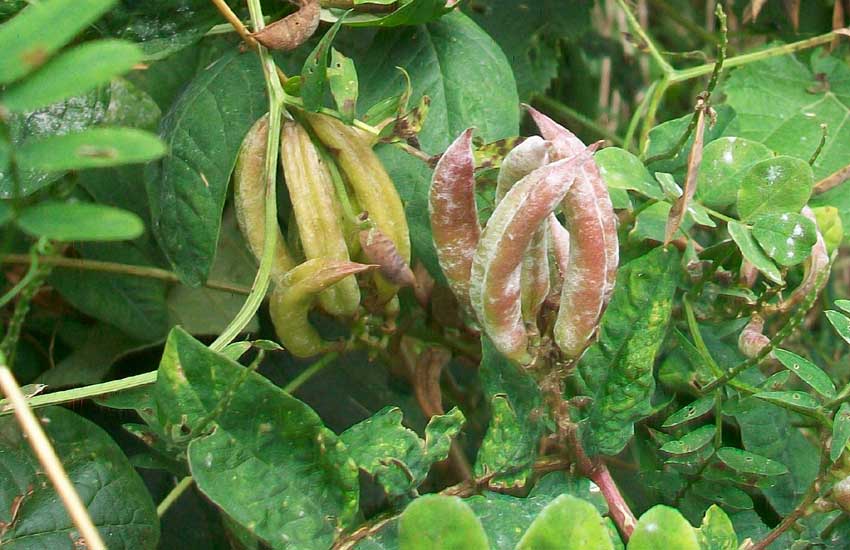 Astragalus glycyphyllos / Astragalo falsa-liquerizia