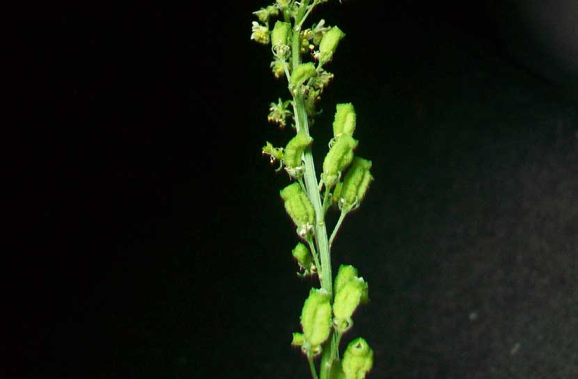 Reseda lutea