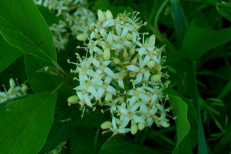 Arbusto - Cornus sanguinea