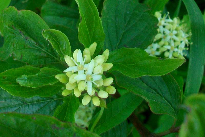 Arbusto - Cornus sanguinea