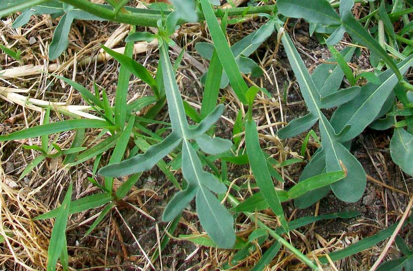 Reseda lutea