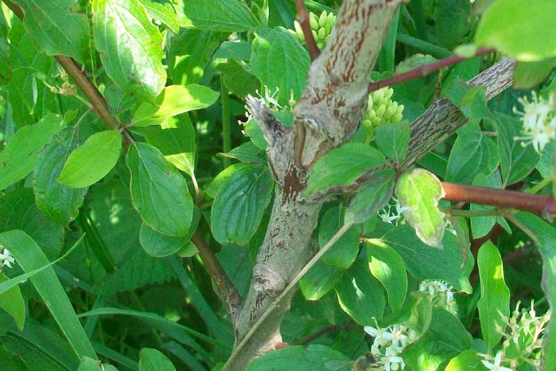 Arbusto - Cornus sanguinea