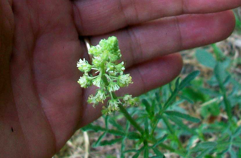 Reseda lutea