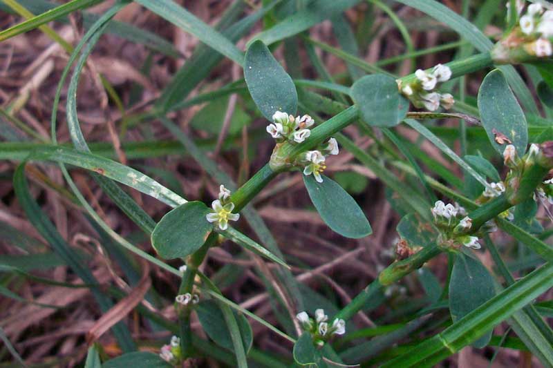 Polygonum aviculare