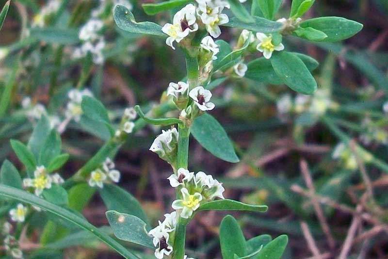 Polygonum aviculare