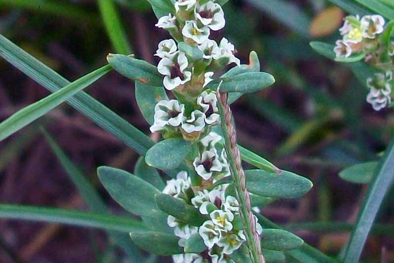 Polygonum aviculare