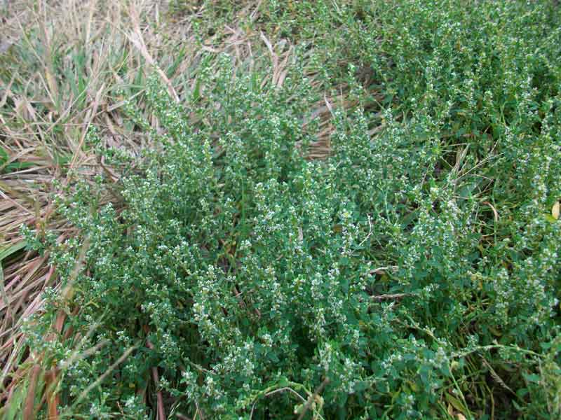 Polygonum aviculare