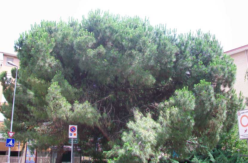 Quale Pinus?