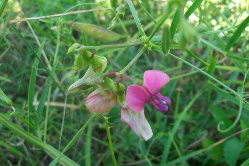 Lathyrus sylvestris L. / Cicerchione