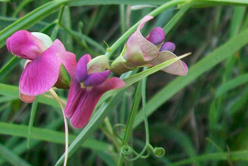 Lathyrus sylvestris L. / Cicerchione