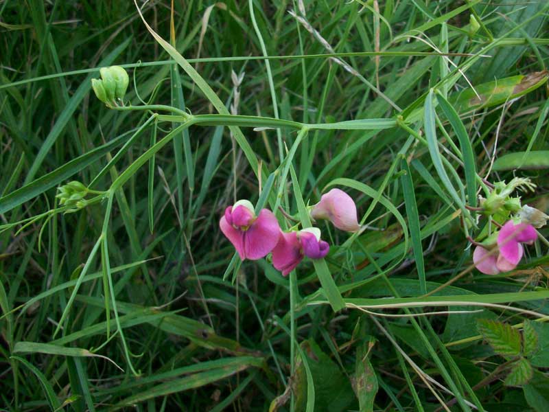 Lathyrus sylvestris L. / Cicerchione