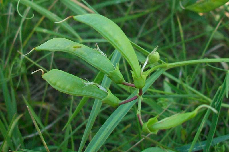 Lathyrus sylvestris L. / Cicerchione