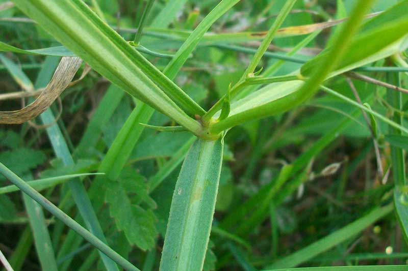 Lathyrus sylvestris L. / Cicerchione