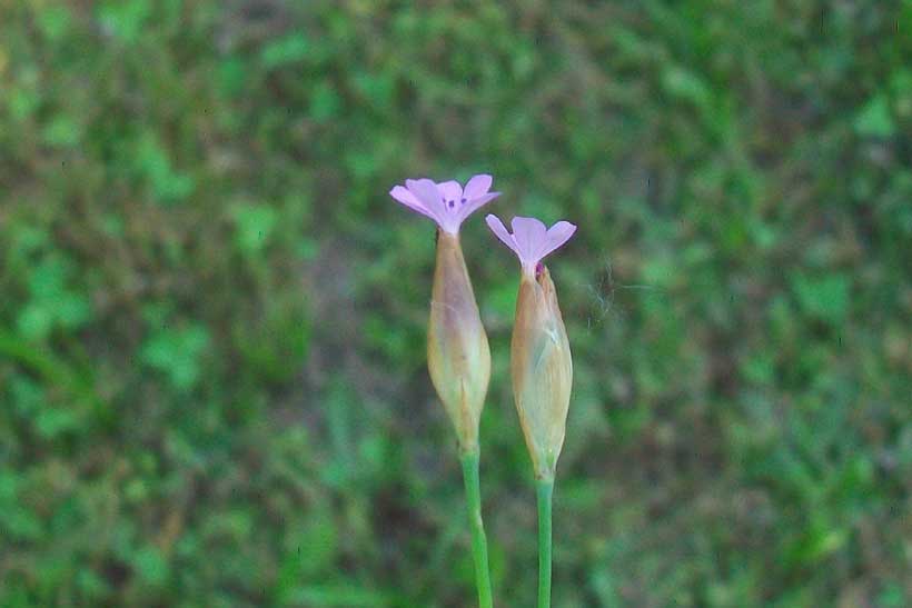 Da determinare - Petrorhagia sp.