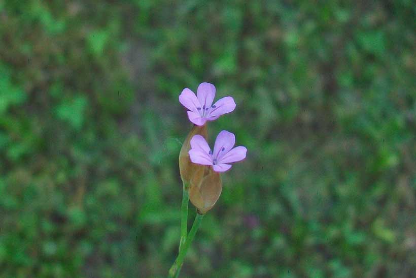 Da determinare - Petrorhagia sp.