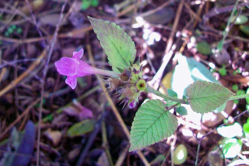 Galeopsis pubescens