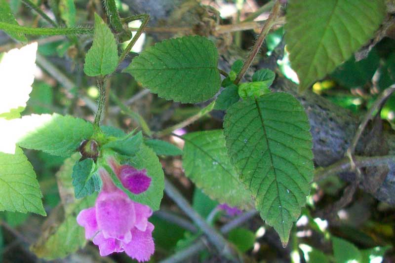 Galeopsis pubescens