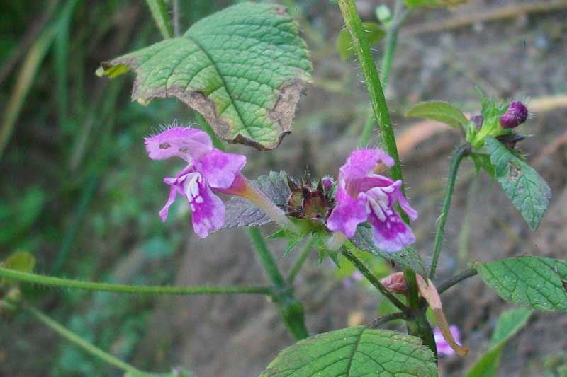 Galeopsis pubescens