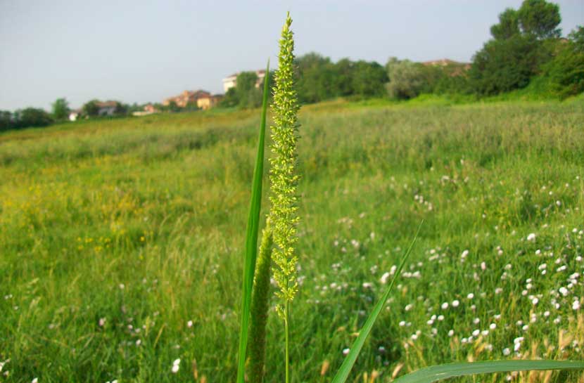 Setaria verticillata