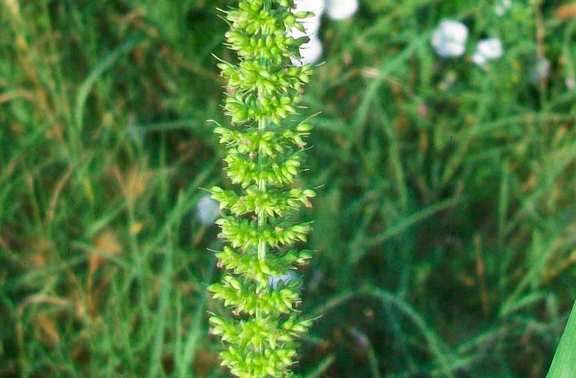 Setaria verticillata