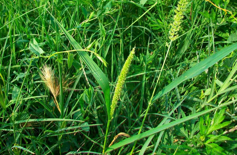 Setaria verticillata