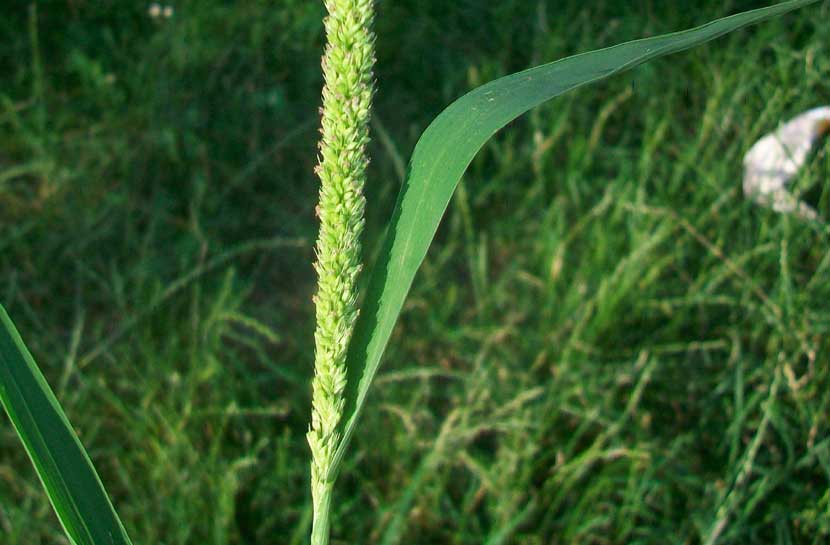 Setaria verticillata