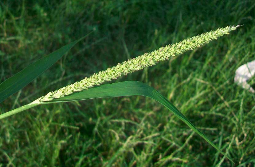 Setaria verticillata