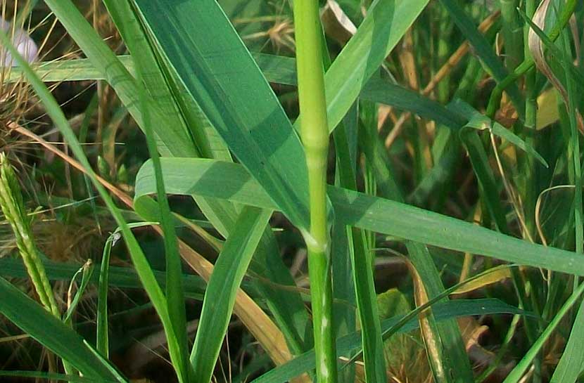 Setaria verticillata