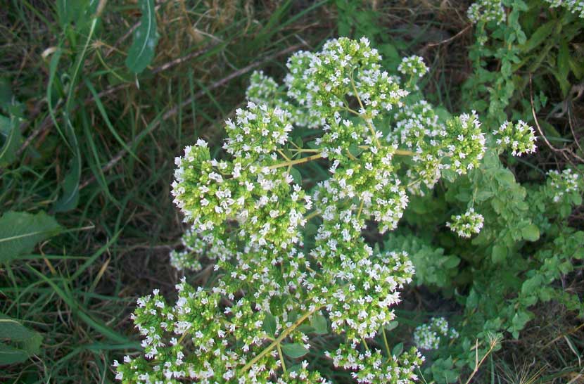 Origanum vulgare s.l.