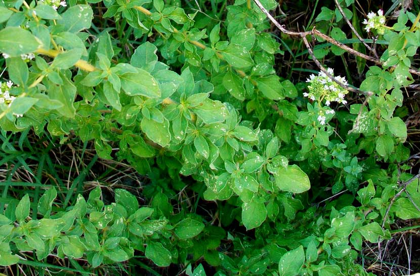 Origanum vulgare s.l.