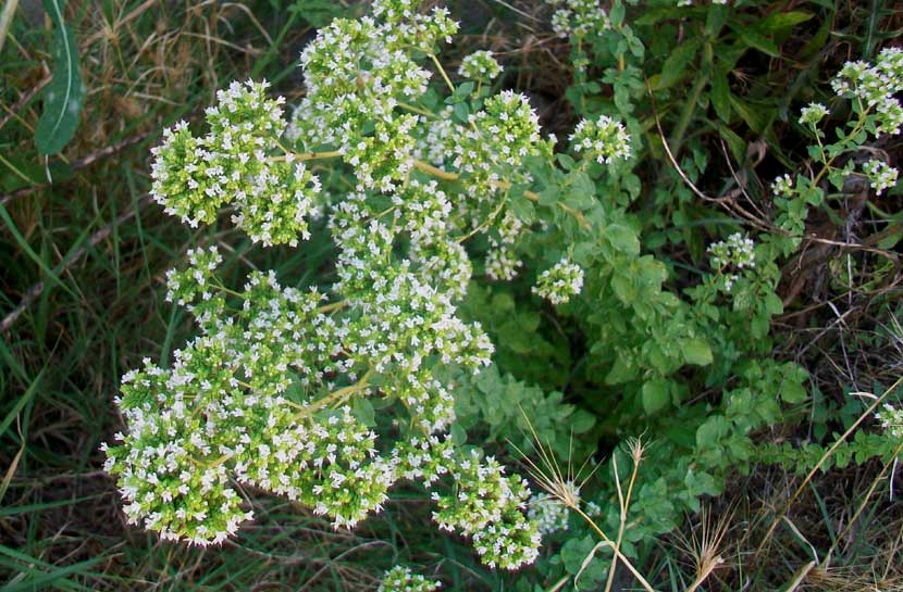 Origanum vulgare s.l.