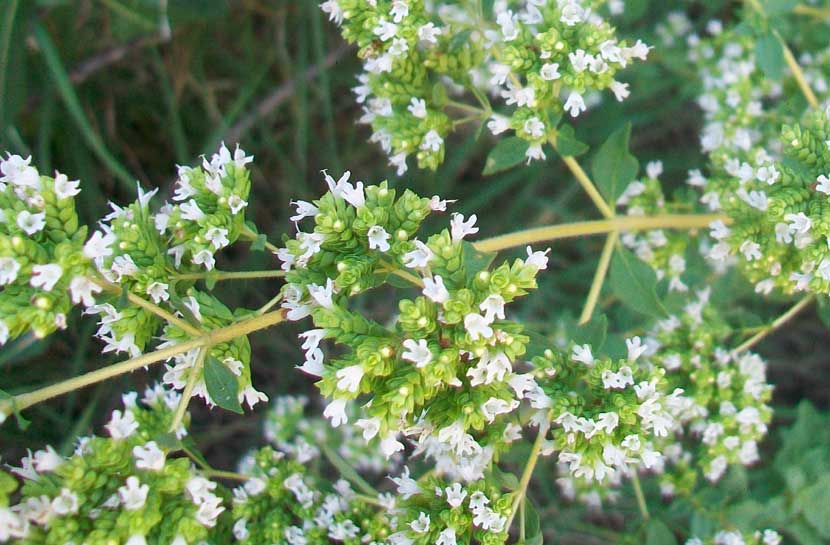 Origanum vulgare s.l.